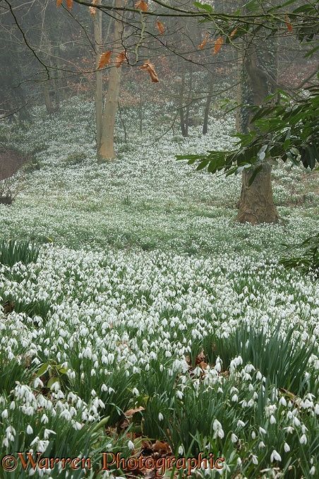 Woodland with Snowdrops (Galanthus nivalis).  Gloucestershire, England. Snow Drop Flower Wallpaper, Snowdrop Photography, Snowdrop Flower Aesthetic Wallpaper, January Flower Snowdrop, Galanthus Nivalis, Rocky Mountain Snowdrops, Gloucestershire England, First Flowers Of Spring, Wild Flower Meadow