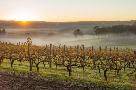 Top Six Reasons to GO WEST on Your Travel to Australia | Globetrotting with Goway Margaret River Wineries, Australian Wine, Margaret River, The Longest Journey, Morning Sunrise, Long Journey, Wine Tour, Adventure Tours, Wine Region