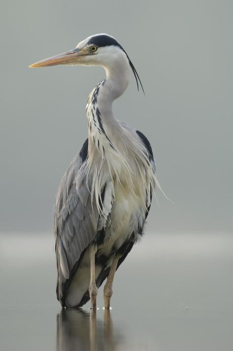 Blauwe reiger | Ecopedia Heron Photography, Heron Art, Painting Subjects, Big Bird, Bird Pictures, Blue Heron, Sea Birds, Bird Photo, Bird Photography