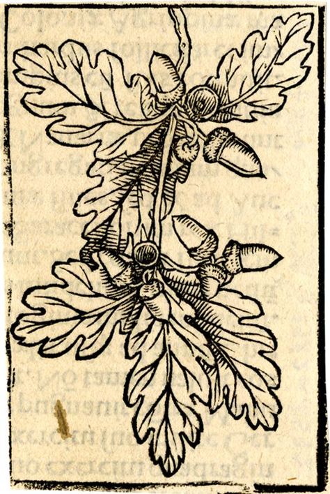 print; book-illustration | British Museum Medieval Tattoo, Acorn And Oak, Blackwork Embroidery, Tree Illustration, Medieval Art, Illuminated Manuscript, Oak Tree, British Museum, Basel