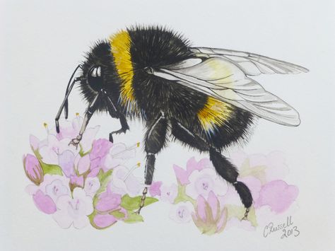 White Tailed Bumble Bee - Watercolour Bumble Bee Insect, Bumble Bee Tattoo, Bee Artwork, Hawaii Wall Art, Bee Drawing, Bee Painting, Botanical Illustration Vintage, Bee Tattoo, Rock Painting Patterns