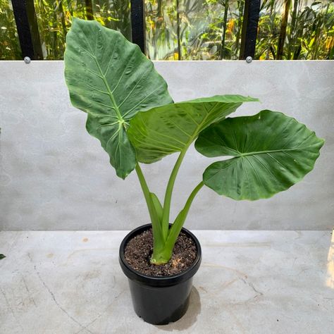 Alocasia Odora, Alocasia Macrorrhiza, Plantas Interior, Live Indoor Plants, Plant Help, Tropical Oasis, Patio Plants, Elephant Ears, Ready To Pop