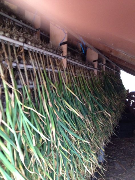 Garlic Drying Rack, Garlic Drying, Curing Garlic, Produce Storage, Garlic Garlic, Root Cellar, Growing Garlic, Urban Agriculture, Root Vegetable