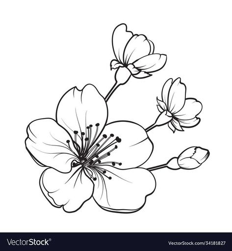 Cherry Blossom Drawing, Sakura Tattoo, Japanese Flower Tattoo, Sakura Flowers, Sakura Flower, Flower Sketches, Japanese Flowers, Flower Tattoo Designs, Hand Drawn Design