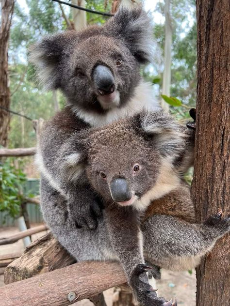 Koala Marsupial, Koala Bears, Koala Bear, Spirit Animal, Koala, Baby Animals, Bears, Cute Animals, Beer