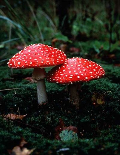 Red Mushrooms, Lichen Moss, Mushroom Pictures, Amanita Muscaria, Slime Mould, Mushroom Fungi, Reference Pictures, Wild Mushrooms, Mushroom Art