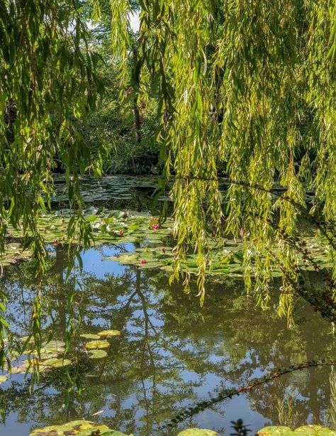 Monet Garden Giverny, Monet Garden, Giverny France, Whats Wallpaper, Monet's Garden, Reference Photos For Artists, Lily Garden, Picnic Inspiration, Monet Water Lilies