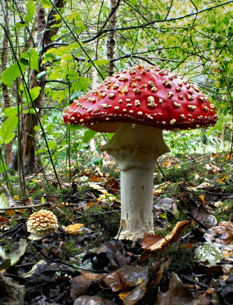 "Amanita muscaria" Fly Agaric .. found in my local woodland. (mixed broad-leaf woods,quite a few Birch in this area) Not for Human consumption. Lichen Moss, Mushroom Pictures, Red Mushroom, Mushroom Fungi, Wild Mushrooms, Mushroom Art, Science And Nature, In The Woods, Amazing Nature