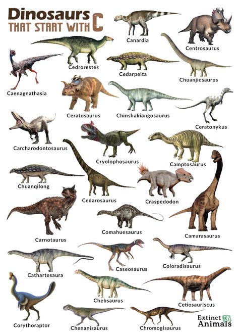 Dinosaurs Names And Pictures, Dinosaur Names, Dinosaurs Extinction, Dinosaur Types, Long Neck Dinosaur, Raptor Dinosaur, Dinosaur Facts, Real Dinosaur, Dinosaur Train