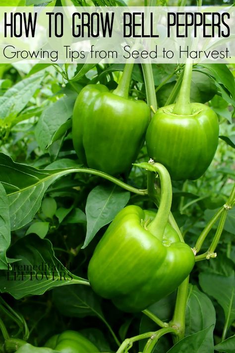 Growing Green Peppers, Grow Bell Peppers, Pepper Growing, Growing Bell Peppers, Growing Peppers, Growing Greens, Green Peppers, Garden Veggies, Growing Tips