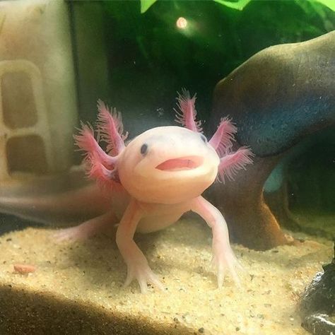 Axolotl Cute, Fish Drawings, Animal Sketches, Weird Animals, Animal Tshirt, Cute Creatures, Animal Tattoos, Nature Aesthetic, Sea Animals