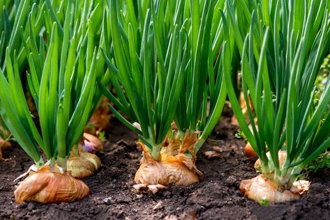 Harvest Onions, Grow Onions, Green Onions Growing, Types Of Onions, Onion Flower, Growing Onions, Onion Bulbs, Planting Onions, Easy Plants To Grow