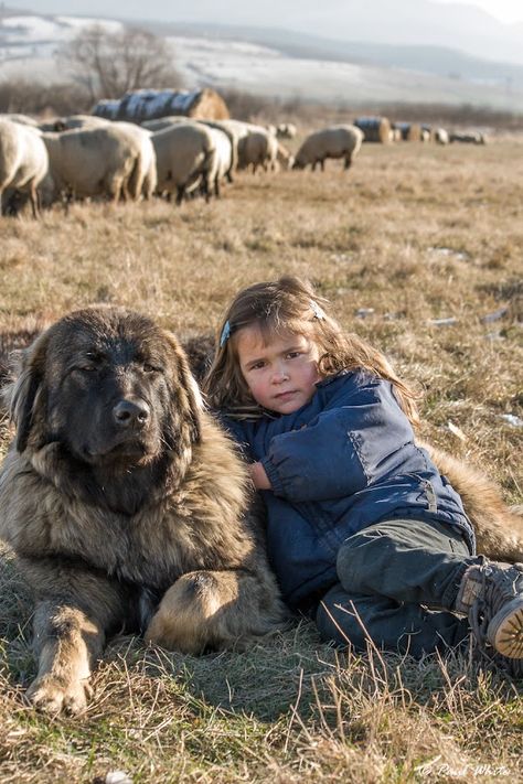 Wild Transylvania : Livestock guardian dogs (LGD) and early socialization Livestock Guardian Dog Shelter, Lgd Dogs, Working Dogs Farm, Livestock Dog, Livestock Dogs, Farm Dogs Breeds, Livestock Guardian Dog Breeds, Ranch Dogs, Herding Dogs Breeds