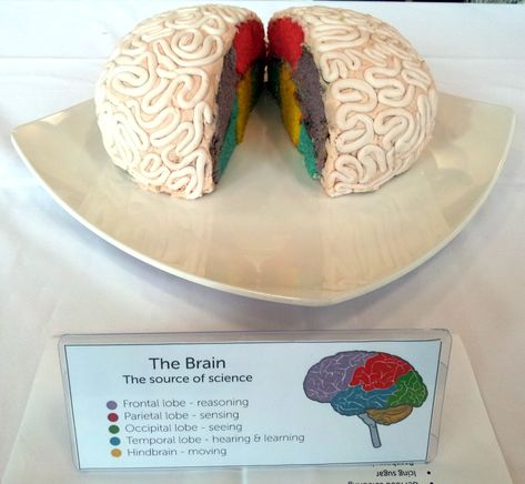 Entry 4: The Brain | This cake came a close second in our jo… | Flickr Brain Cake Psychology, 3d Brain Project Ideas, Brain Cake Ideas, Brain Project Model Psychology, 3d Brain Project, Nervous System Projects, Psychology Project, Brain Project, Brain Cupcakes