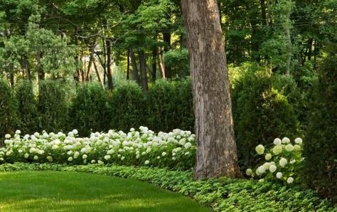 Adding flowering shrubs at the base of the Green Giant Arborvitae is an option Arborvitae Landscaping, Green Giant Arborvitae, Giant Arborvitae, Landscaping Along Fence, Hydrangea Landscaping, Evergreen Garden, Privacy Landscaping, Grasses Landscaping, Green Giant