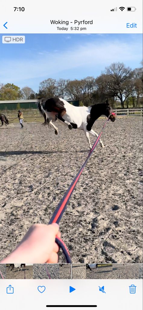 #bucking #horses #crazyhorse #funinthesun #skewbaldhorse #horse #lunging Skewbald Horse, Horse Lunging, Lunging Horse, Crazy Horse, Horses, Dogs, Animals, Quick Saves