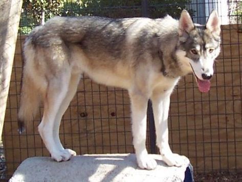 Low content. High content wolfdog, nearly impossible to differentiate from a wolf. Low Content Wolfdog, Northern Inuit Dog, Wolf Poses, Wolf Dogs, Wolf Love, Wolf Dog, Lone Wolf, A Wolf, Wolves