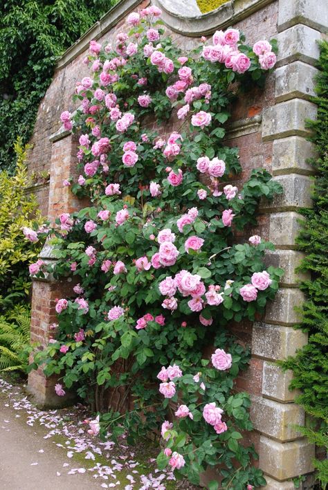 Constance Spry Rose, Rose Pergola, Climbing Roses Trellis, Roses Climbing, Constance Spry, Rose Plant Care, Rose Garden Design, Gardens Ideas, Rose Gardens