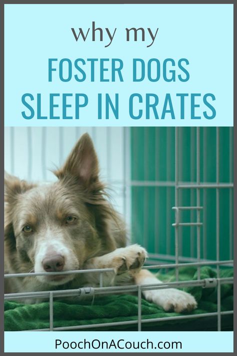 Fostering Dogs, Sleep With Me, Foster Dogs, Find A Boyfriend, Adoptive Family, Foster Dog, Moms Crafts, Indoor Dog, Foster Mom