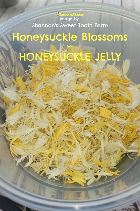 Honeysuckle Jelly, Edible Flowers Recipes, Jelly Recipe, Foraged Food, Herbal Recipes, Spring Blossoms, Jam And Jelly, Jelly Recipes, Flower Food