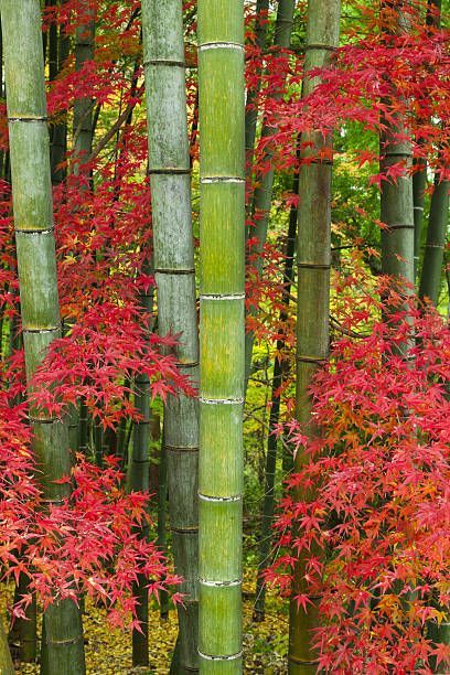 Bamboo Aesthetic, Nutcracker Inspiration, Lotus Flower Wallpaper, Clumping Bamboo, Bamboo Trees, Japanese Tree, Green Bamboo, Japanese Garden Design, Japanese Bamboo