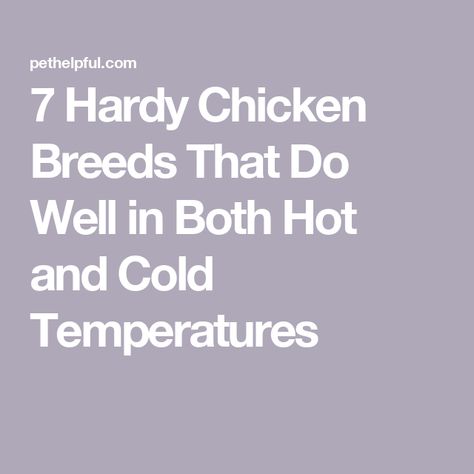 7 Hardy Chicken Breeds That Do Well in Both Hot and Cold Temperatures Chicken Breeds, Cold And Hot, Cold Temperature, Chicken