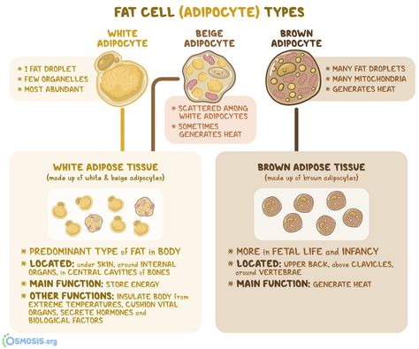 Serous Membrane, Adrenergic Receptors, Thoracic Cavity, Brown Adipose Tissue, Fetal Development, Visceral Fat, Skeletal Muscle, Adipose Tissue, Body Tissues