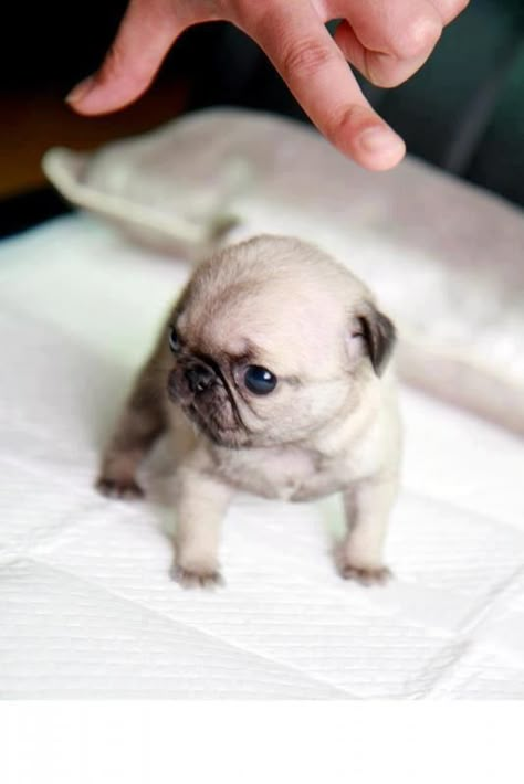 Teeny PUG puppy @Scott Doorley Doorley Doorley Doorley Kingsolver, pleeeeease!!! @templeaoe Teacup Pug, Pug, Bed