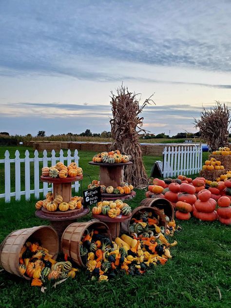 Pumpkin Scarring, Pumpkin Display Ideas, Flower Field Photography, Fall Outdoor Decorations, Pumpkin Patch Ideas, Pumpkin Patch Farm, Farmhouse Stand, Fall Festival Ideas, Pumpkin Stands