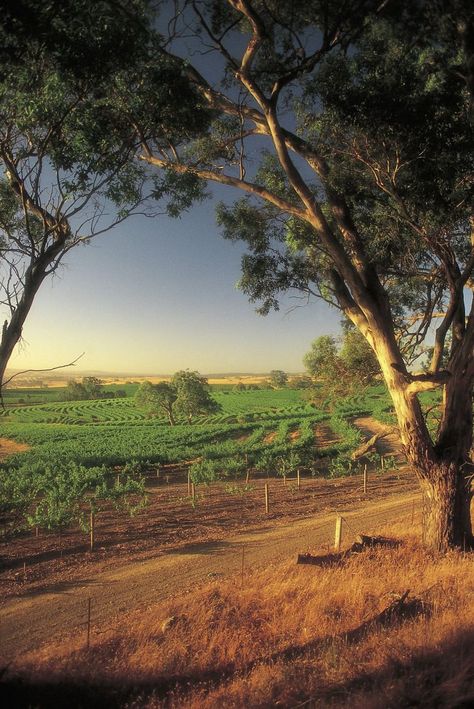 Australian Landscapes, Barossa Valley, Australian Continent, Australian Style, Full Time Travel, Jet Lag, Places Of Interest, Small Island, Taste Of Home