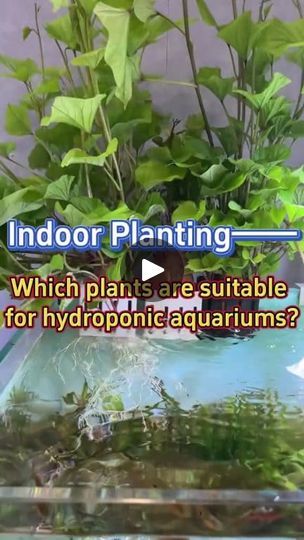 Plants Hydroponic, Outdoor Fish Tank, Sump Tank, Planting Tips, Aquaponic Gardening, Aquarium Ideas, Greenhouse Plants, Hydroponic Plants, Fish Tanks