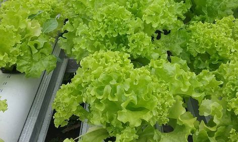 Trik Usaha Tanaman Hidroponik Lettuce, Media, Quick Saves