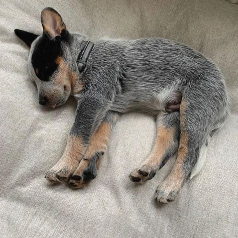 American Cattle Dog, Cattle Dog Puppy, Aussie Cattle Dog, Austrailian Cattle Dog, Blue Heeler Puppies, Heeler Puppies, Blue Heeler Dogs, Australian Cattle Dog Blue Heeler, Baby Puppies