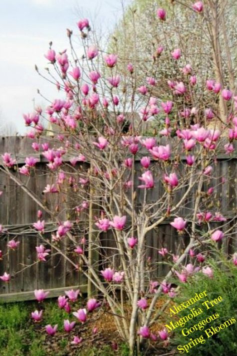 Alexander Magnolia Tree - Some of the most beautiful spring flowering trees are magnolia varieties. The Alexander Magnolia Tree is a gorgeous tree with tulip shaped blooms. Magnolia Tree Landscaping, Japanese Magnolia Tree, Gothic Gardens, Southern Magnolia Tree, Tulip Magnolia, Spring Flowering Trees, Florida Trees, Tulip Tree, Hillside Garden