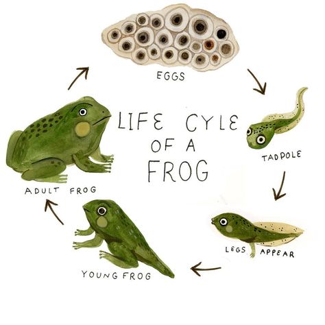 Tadpole Illustration, Madison Safer, Frog Sketches, Farm Animals For Kids, Vetenskapliga Experiment, Natural Illustration, Frog Activities, Nursery Rhymes Activities, Animal Life Cycles