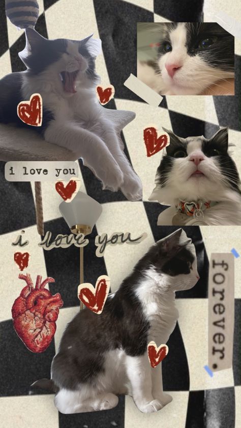 #moodboard #collage #catsupremacy #fyp #pet #nunu Cute Animal Collage Wallpaper, Pet Collage Ideas, Dog Collage Wallpaper, Cute Dog Collage Wallpaper, Pet Photo Collage, Canva Project, Cats Collage Wallpaper, Pet Scrapbook Layouts, Cat Collage