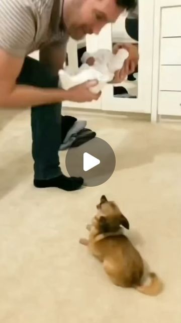 Funny Babies Laughing, Instagram Dog, Cat And Dog Videos, Cute Puppy Videos, Funny Cats And Dogs, Dog Modeling, Puppies Funny, Cute Funny Dogs, Baby Puppies