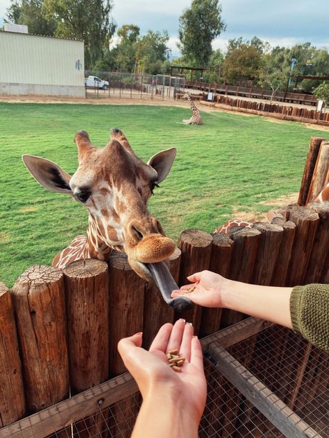 Aesthetic Zoo Pictures, Zoo Date Aesthetic, Zoo Date, Wildlife Biology, Giraffe Feeding, Zoo Pictures, Los Angeles Zoo, Giraffe Pictures, Animal Learning