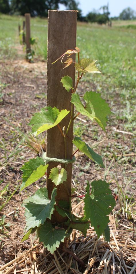 We used simple stakes to train the grapes during the 1st year of growth. Backyard Vineyard, Old World Garden, Grape Vine Trellis, Grow Grapes, Grape Vine Plant, Grape Tree, Small Vineyard, Grape Trellis, Grape Arbor