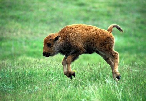 Kansas’ State Animal, the American bison. | Meet Your State's Most Influential Animal Representative Baby Bison, Baby Wild Animals, Newborn Animals, Baby Buffalo, Custer State Park, E Card, The Grass, Nature Animals