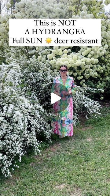 Carmen Johnston Gardens on Instagram: "The snowball vibernum bush can tolerate the freezing winter temperature of zone 6 and the summer heat down to zone 8, but does not do well in climates that are warmer or colder than this…but may take zone 9 in certain places.  Bridal wreath grows best in full sun, well-draining loamy or acidic soils, withstanding wintery weather and summer temperatures, growing naturally in zones 5 through 8." Snowball Bush Landscaping, Winter Garden Flowers, Zone 7a Landscaping, Zone 7b Landscaping, Zone 8 Flowers, Ohio Landscaping Ideas, Zone 10 Landscaping, Zone 5 Flowers, Zone 8b Landscaping