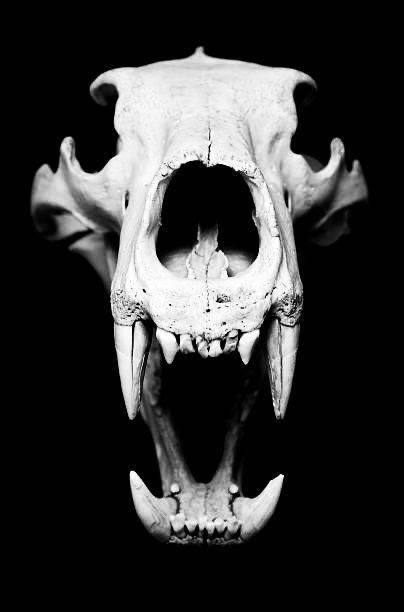 Skulls Reference, Canine Skull, Skull Teeth, Tiger Skull, Bear Skull, Horse Skull, Dog Skull, Skull Reference, Wolf Skull