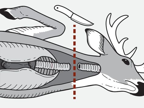 How to Field Dress a Deer, Step-By-Step | Field & Stream Field Dressing A Deer, Deer Butchering, Deer Processing, Cattle Corrals, Field Dress, Off Grid Survival, Hunting Diy, Deer Meat, Homesteading Skills