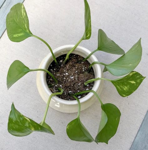 How to Propagate a Pothos Plant through Leaf Propagation - NATALIE LINDA Growing Pothos, Propagating Pothos, Pothos Propagation, Propagated Plants, Propagation Methods, Pothos Cuttings, Leaf Propagation, Pothos Plants, Snake Plant Care