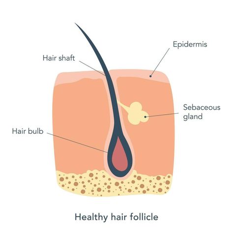 Healthy hair follicle under microscope. Medical scheme. Skin care. Hair shaft, epidermis, hair bulb, sebaceous gland.Vector illustration Hair Under Microscope, Under Microscope, Care Hair, Hair Follicle, Illustration Vector, Healthy Hair, Brain, Vector Illustration, Medical