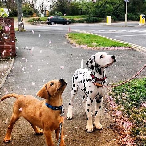 Dalmation Golden Retriever, Dogs Dalmation, Dalmation And Golden Retriever, Dalmatian Puppy Aesthetic, Long Hair Dalmatian Puppy, Tag Your Best Friend, Cool Dog Houses, Shepherd Dog Breeds, Dalmatian Dog