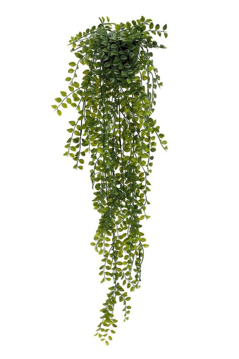 GR 548_Website.jpeg Plants In Architecture, Hanging Plant Illustration, Plants Elevation, Plants Cutout, Plants Photoshop, Scandinavian Plant, Png Plants, Hanging Greenery, Plant Png