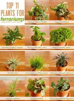 11 best terrarium plants:  1. peperomia caperata ‘variegata’  2. cryptanthus bivittatus  3. arachnoides simplicior ‘variegata’  4. pilea involucrata ‘moon valley’  5. selaginella kraussiana ‘aurea’  6. tillandsia stricta  7. acorus gramineus ‘minimus aureus’  8. ophiopogon planiscapus ‘nigrescens’  9. asplenium bulbiferum  10. saxifraga stolonifera  11. fittonia verschaffeltii var. argyroneura Cryptanthus Bivittatus, Pilea Involucrata, Ophiopogon Planiscapus, Acorus Gramineus, Saxifraga Stolonifera, Plants For Terrariums, Best Terrarium Plants, Terrariums Diy, Tanaman Air