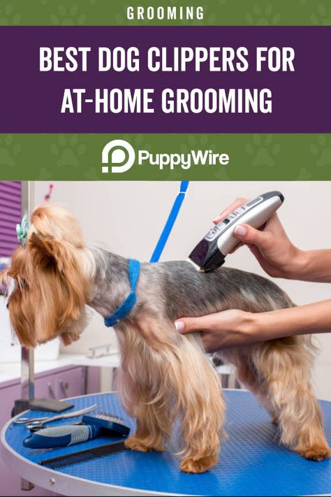 Best Dog Clippers Pet Grooming, Dog Grooming Tools At Home, How To Use Dog Clippers, Dog Clippers Pet Grooming, How To Groom A Dog At Home, Grooming Dogs, Small Dog Accessories, Dog At Home, Socializing Dogs