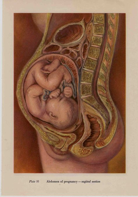 the womb Womb Drawing Art, Womb Drawing, Pregnant Anatomy, Jean Milburn, Womb Art, Pregnancy Anatomy, Education Aesthetic, Baby In Womb, Birth Art